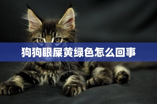 狗狗眼屎黃綠色怎么回事