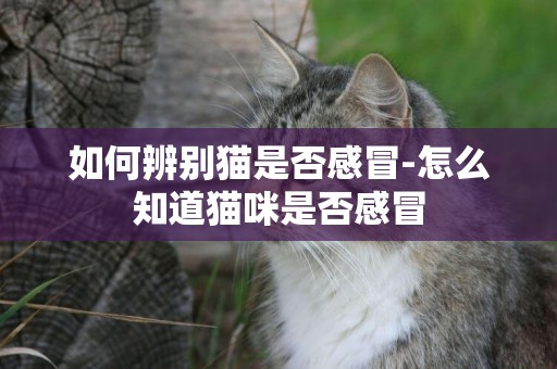 如何辨別貓是否感冒-怎么知道貓咪是否感冒