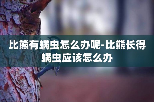 比熊有螨蟲怎么辦呢-比熊長得螨蟲應該怎么辦