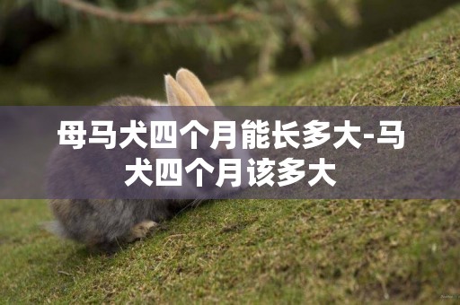 母馬犬四個月能長多大-馬犬四個月該多大