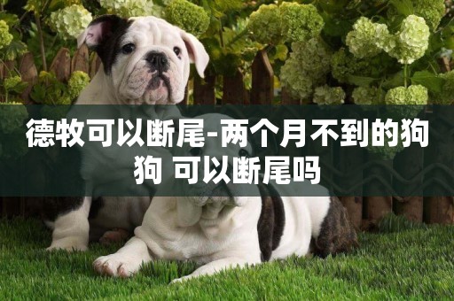 德牧可以斷尾-兩個月不到的狗狗 可以斷尾嗎