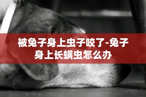 被兔子身上蟲子咬了-兔子身上長螨蟲怎么辦