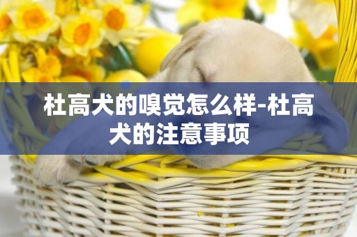 杜高犬的嗅覺怎么樣-杜高犬的注意事項
