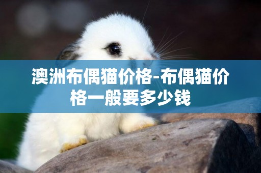 澳洲布偶貓價格-布偶貓價格一般要多少錢