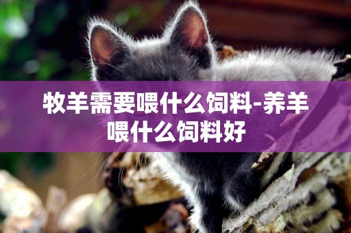 牧羊需要喂什么飼料-養羊喂什么飼料好