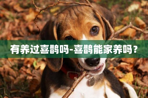 有養過喜鵲嗎-喜鵲能家養嗎？
