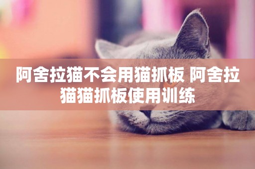阿舍拉貓不會用貓抓板 阿舍拉貓貓抓板使用訓練