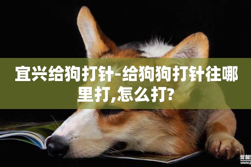 宜興給狗打針-給狗狗打針往哪里打,怎么打?