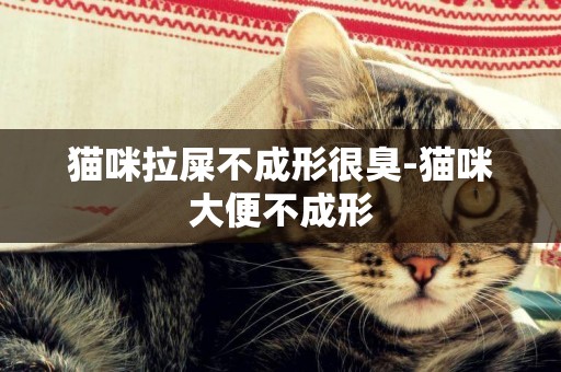 貓咪拉屎不成形很臭-貓咪大便不成形