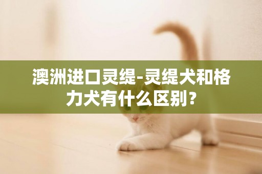 澳洲進口靈緹-靈緹犬和格力犬有什么區別？
