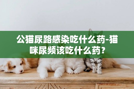 公貓尿路感染吃什么藥-貓咪尿頻該吃什么藥？