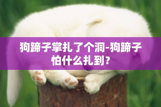 狗蹄子掌扎了個洞-狗蹄子怕什么扎到？