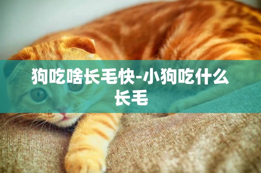 狗吃啥長毛快-小狗吃什么長毛