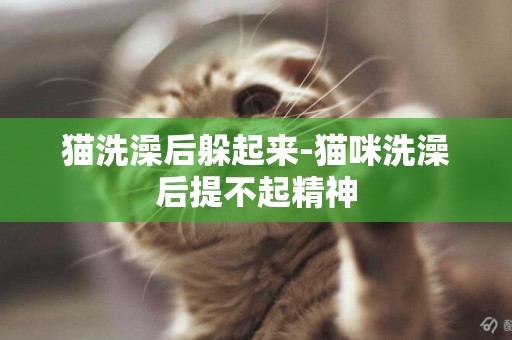貓洗澡后躲起來-貓咪洗澡后提不起精神
