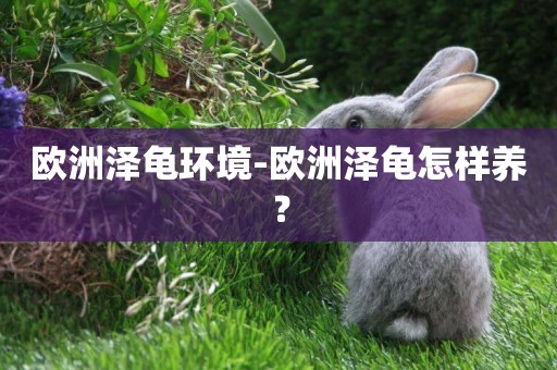 歐洲澤龜環境-歐洲澤龜怎樣養？