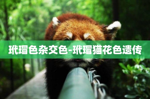 玳瑁色雜交色-玳瑁貓花色遺傳