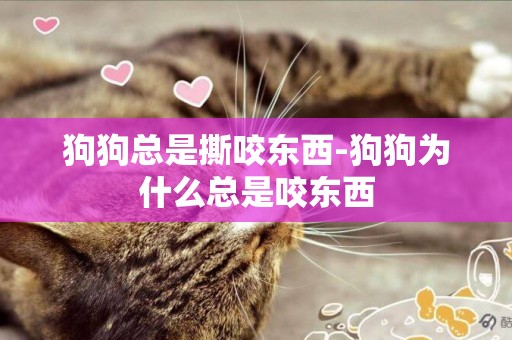 狗狗總是撕咬東西-狗狗為什么總是咬東西