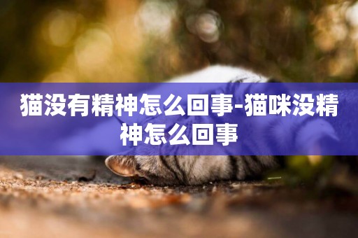 貓沒有精神怎么回事-貓咪沒精神怎么回事