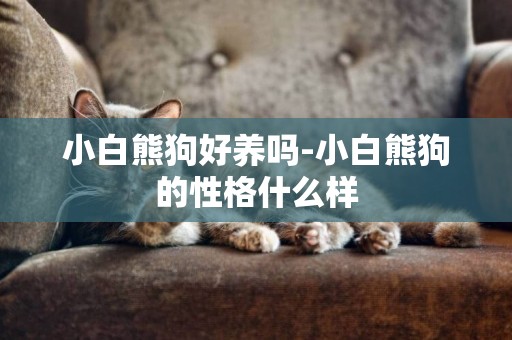 小白熊狗好養嗎-小白熊狗的性格什么樣
