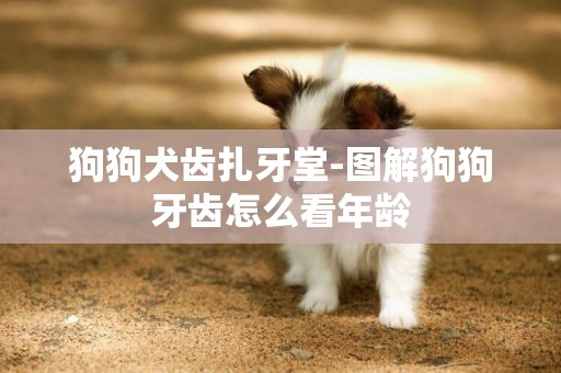 狗狗犬齒扎牙堂-圖解狗狗牙齒怎么看年齡
