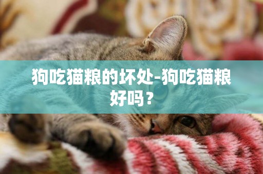 狗吃貓糧的壞處-狗吃貓糧好嗎？