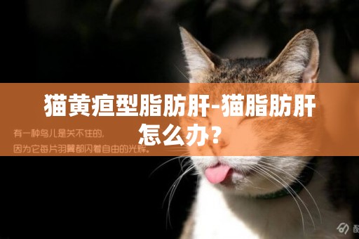 貓黃疸型脂肪肝-貓脂肪肝怎么辦？