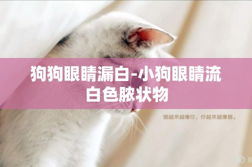 狗狗眼睛漏白-小狗眼睛流白色膿狀物