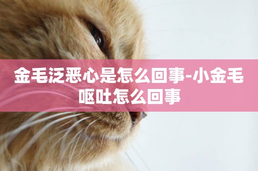 金毛泛惡心是怎么回事-小金毛嘔吐怎么回事