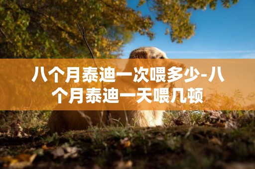 八個月泰迪一次喂多少-八個月泰迪一天喂幾頓