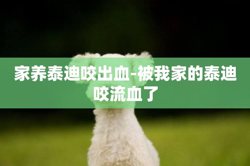 家養泰迪咬出血-被我家的泰迪咬流血了