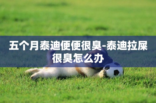 五個月泰迪便便很臭-泰迪拉屎很臭怎么辦