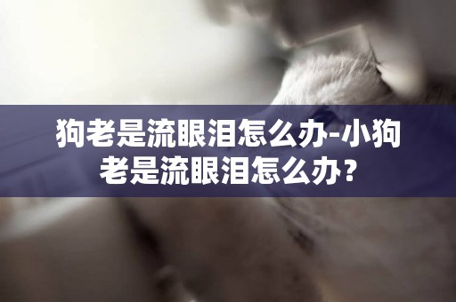 狗老是流眼淚怎么辦-小狗老是流眼淚怎么辦？