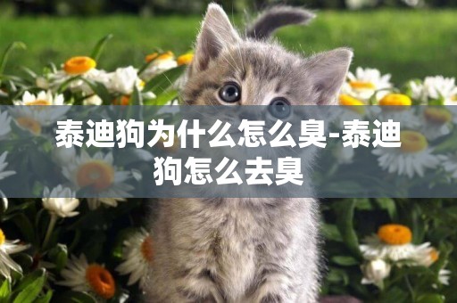 泰迪狗為什么怎么臭-泰迪狗怎么去臭