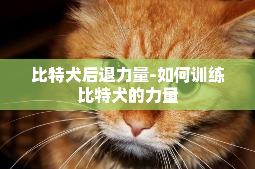 比特犬后退力量-如何訓練比特犬的力量