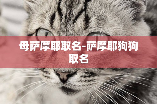 母薩摩耶取名-薩摩耶狗狗取名
