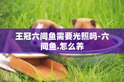 王冠六間魚需要光照嗎-六間魚.怎么養
