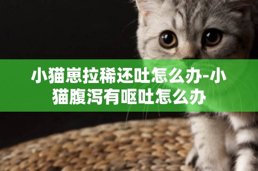 小貓崽拉稀還吐怎么辦-小貓腹瀉有嘔吐怎么辦