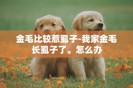 金毛比較惹虱子-我家金毛長虱子了。怎么辦