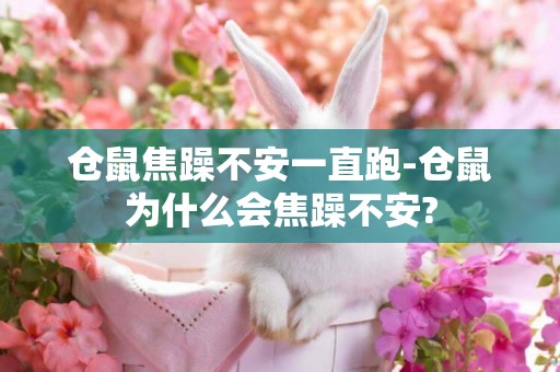 倉鼠焦躁不安一直跑-倉鼠為什么會焦躁不安?