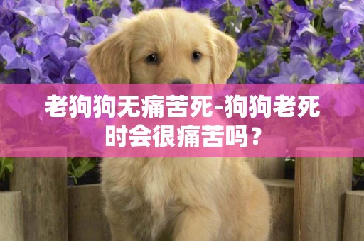 老狗狗無痛苦死-狗狗老死時會很痛苦嗎？