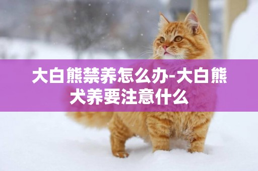 大白熊禁養怎么辦-大白熊犬養要注意什么