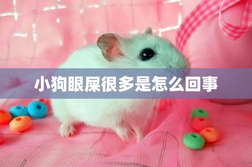 小狗眼屎很多是怎么回事