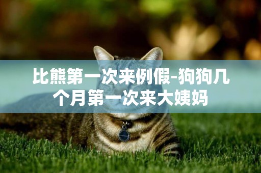比熊第一次來例假-狗狗幾個月第一次來大姨媽