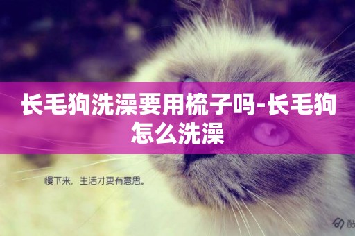 長毛狗洗澡要用梳子嗎-長毛狗怎么洗澡
