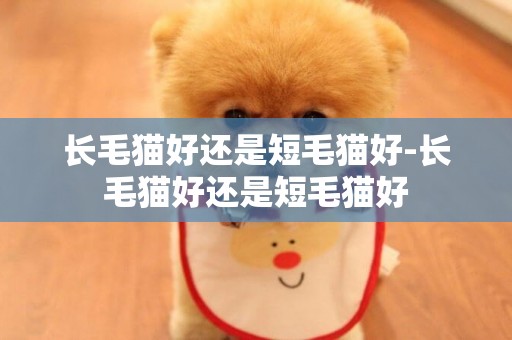 長毛貓好還是短毛貓好-長毛貓好還是短毛貓好