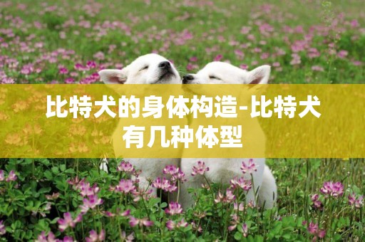 比特犬的身體構造-比特犬有幾種體型
