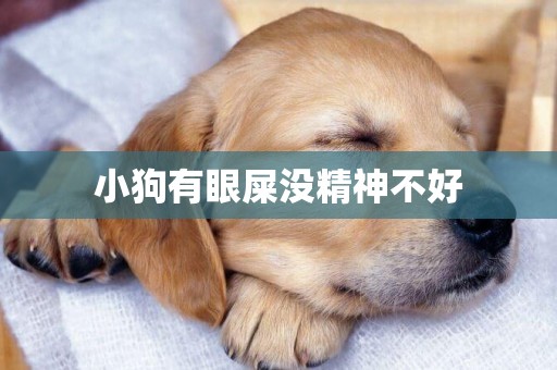 小狗有眼屎沒精神不好