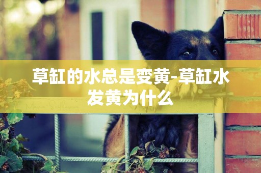 草缸的水總是變黃-草缸水發黃為什么