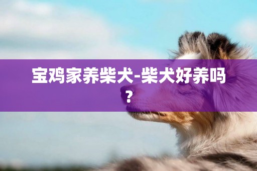 寶雞家養柴犬-柴犬好養嗎?
