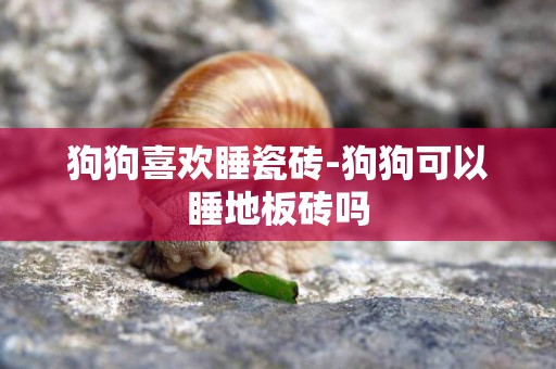 狗狗喜歡睡瓷磚-狗狗可以睡地板磚嗎